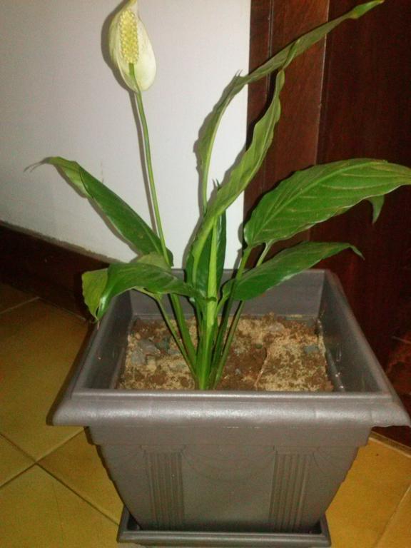 Petit Hotel Caraguata Puerto Iguazú Eksteriør billede